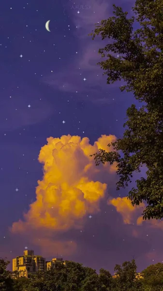 beautiful night sky with stars and trees