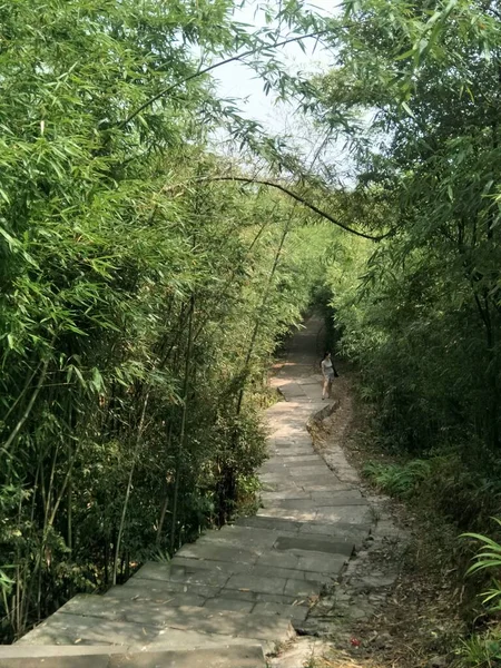 beautiful landscape with a tree and a path