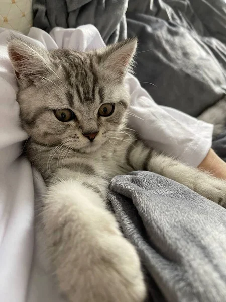 stock image cat lying on the bed