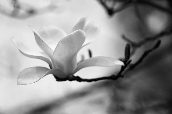 beautiful white magnolia flower in the garden