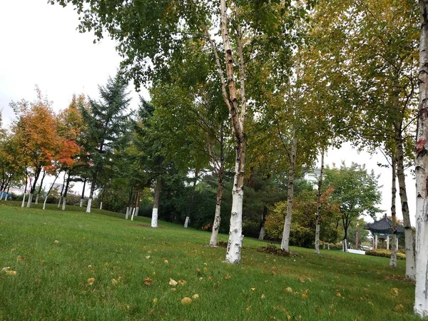 autumn landscape with trees and green leaves