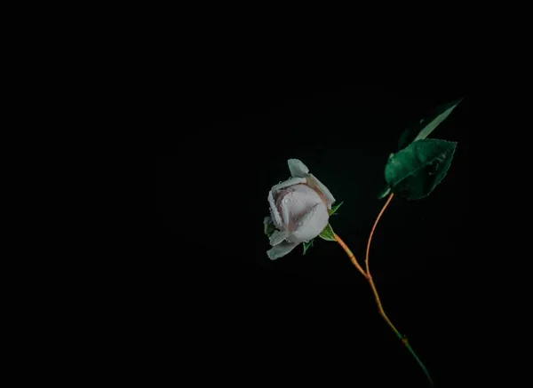 beautiful rose on black background