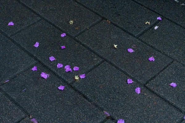 beautiful pink and purple flowers on the asphalt