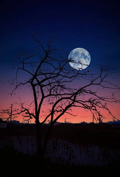 beautiful night sky with moon and trees