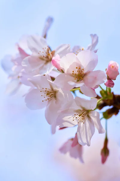 beautiful pink flowers on a background of blue sky