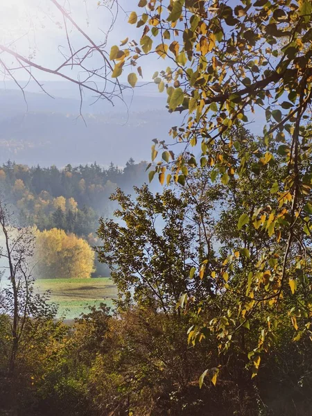 autumn landscape with trees and leaves