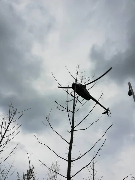 bird nest on the roof of the dead tree