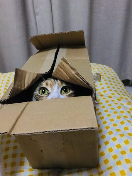 cat with a box on the floor