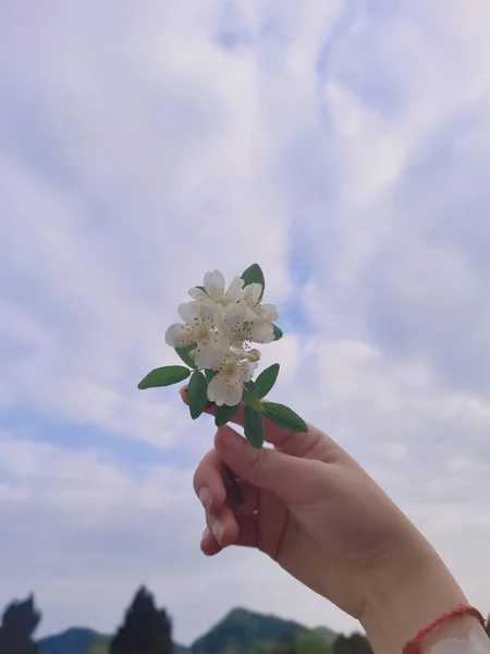 hand holding a flower in the hands of a woman