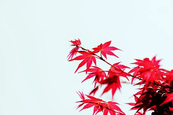red maple leaves on a white background