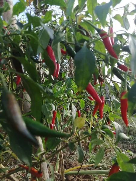 red and green peppers growing in the garden