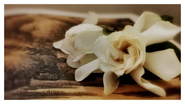 white and black roses on a background of a flower