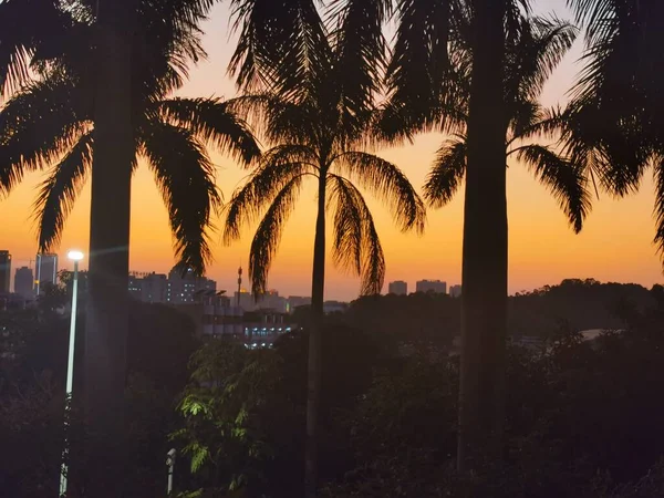 palm trees in the desert