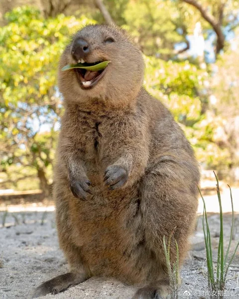 a closeup shot of a cute kangaroo in a zoo