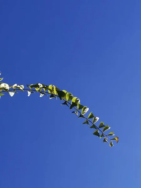 green leaves on a blue sky background