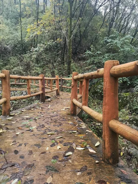 wooden bridge in the forest