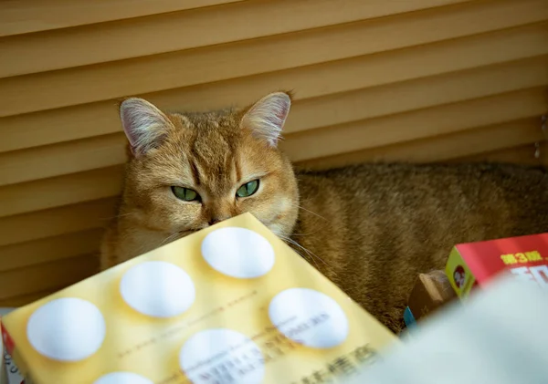 cat with a box of milk