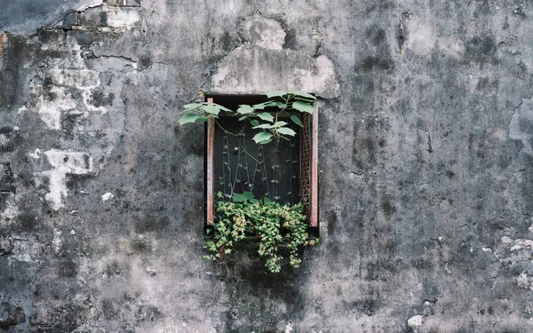 old wooden window with a green wall