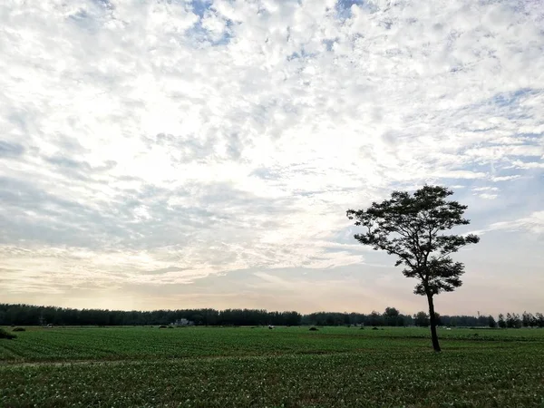 beautiful landscape with a tree and a field of trees