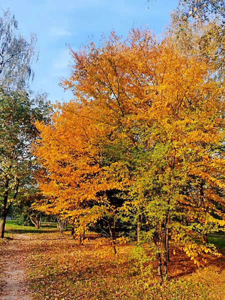 autumn landscape with colorful trees