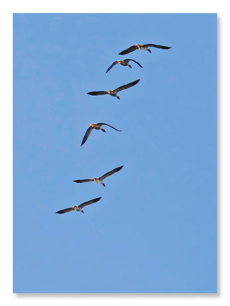 illustration of a flock of birds flying in the sky