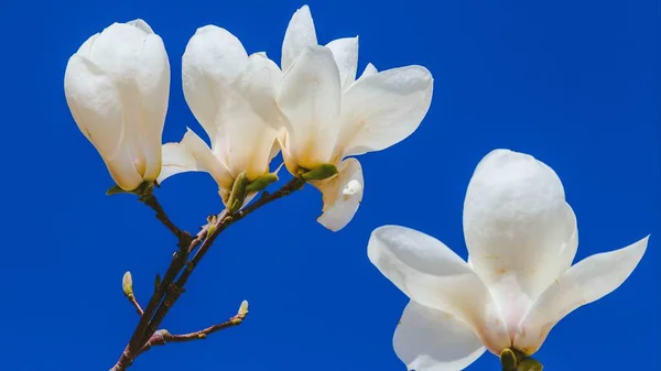 white magnolia flowers on blue sky background