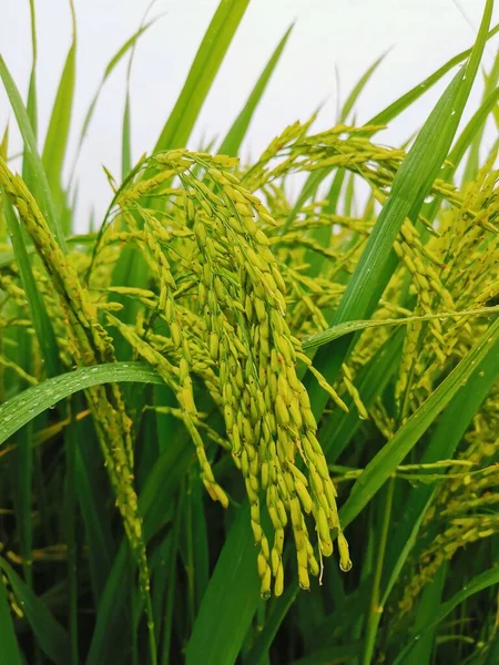 green rice field, flora and nature