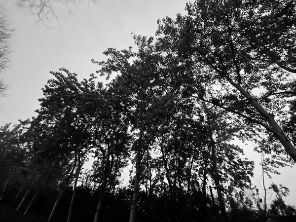 black and white photo of trees in the forest