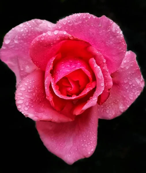 beautiful rose flower on black background