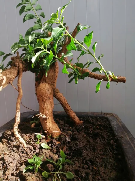 a small tree is hanging on a plant