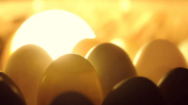 chicken eggs in the form of a yellow egg