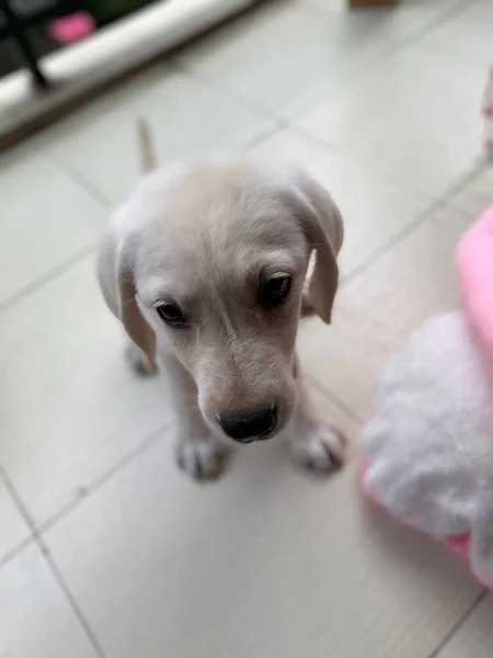 cute dog puppy on the floor