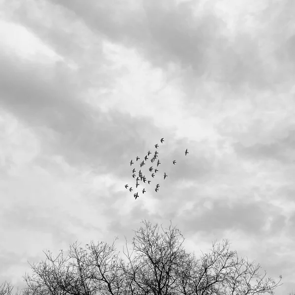 black and white photo of a bird in the sky