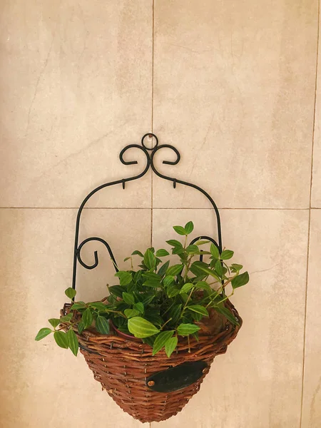 decorative plant in a pot on a wooden background