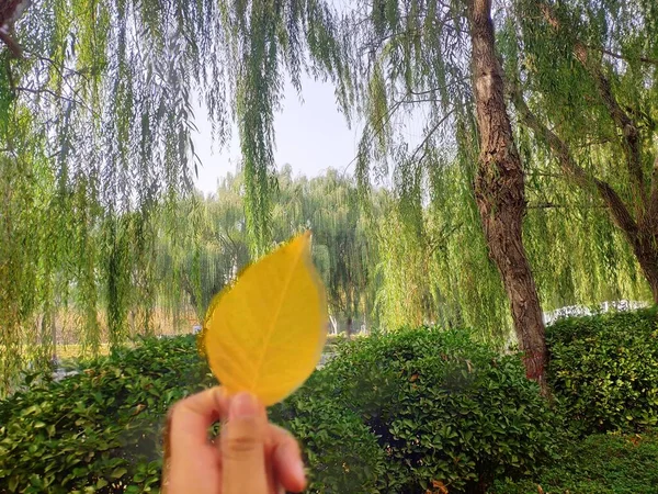 woman in a yellow sweater and a green leaves on a tree trunk