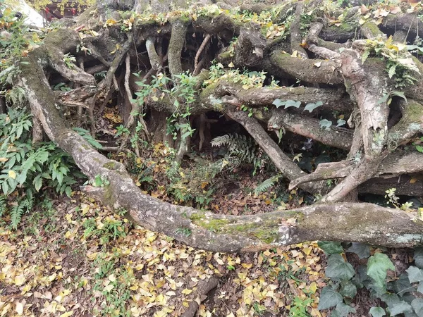 tree roots in the forest