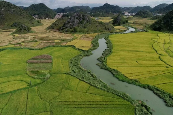 green rice field with fields and hills