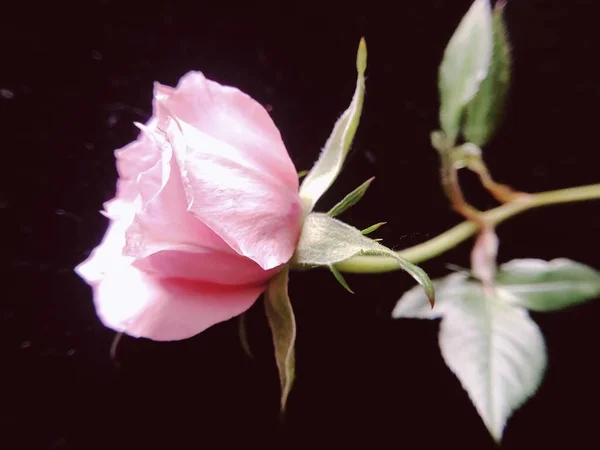 beautiful pink rose flower on a dark background