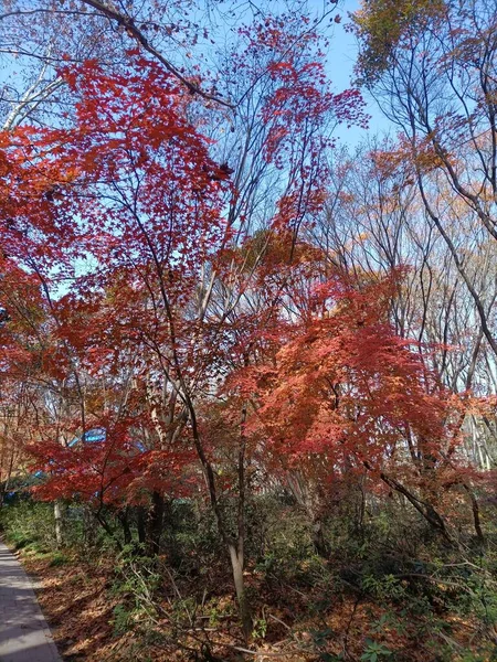 beautiful autumn landscape with trees and leaves