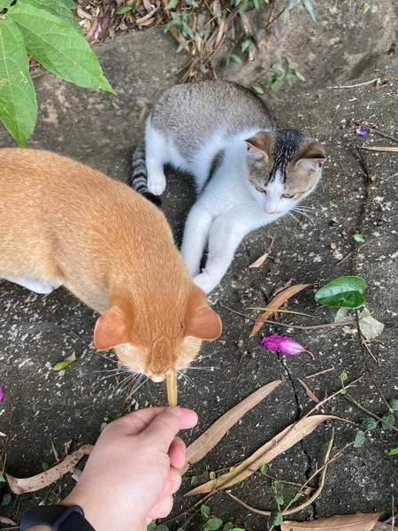 a little kitten is eating a cat