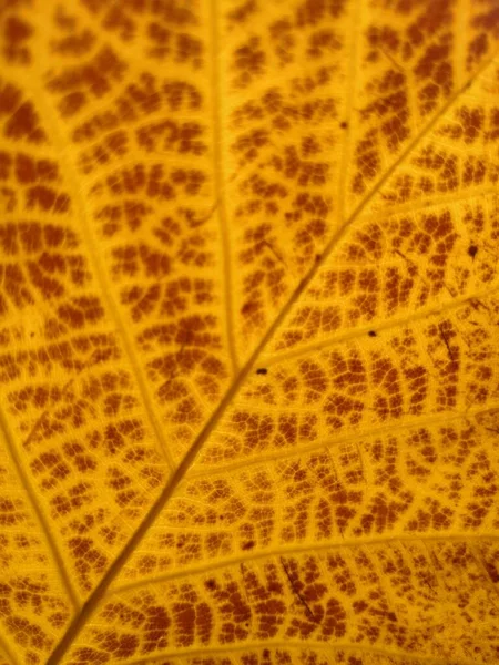 autumn leaves on a white background