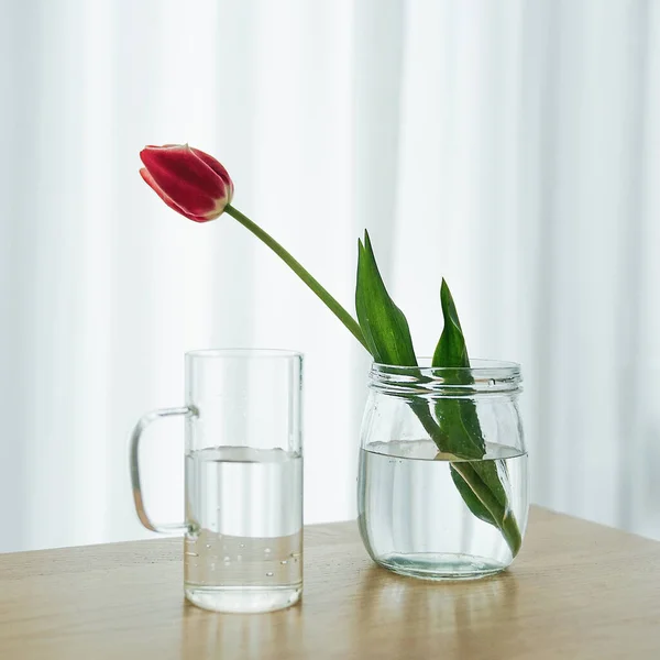 beautiful tulips in glass vase on white background