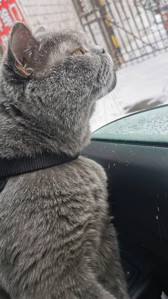 cat sitting on the car