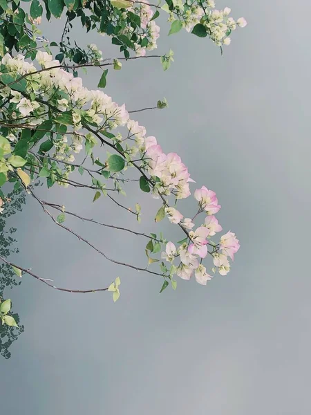 beautiful pink flowers on a background of a tree