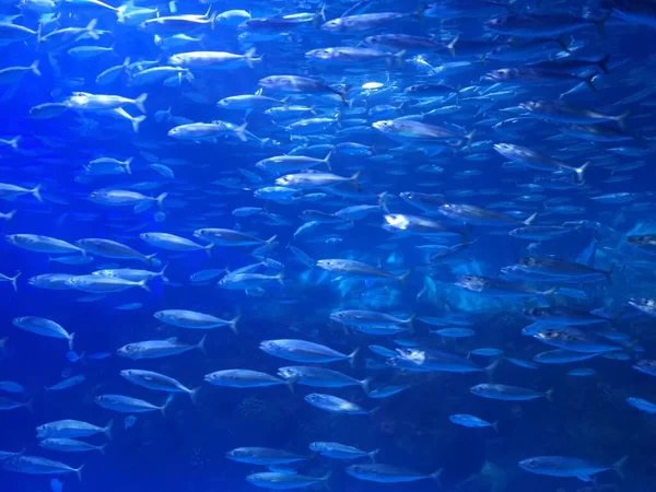 fish in aquarium, underwater world, ocean, sea, water, jellyfish, fishes, blue
