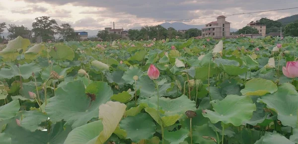 view of the lotus\'s field