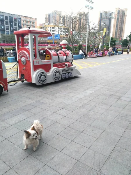 dog in the city