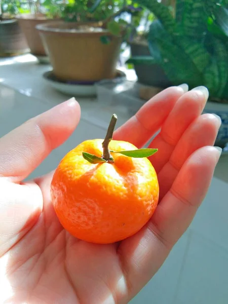 hand holding a red tangerine fruit