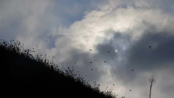 flock of birds in the sky