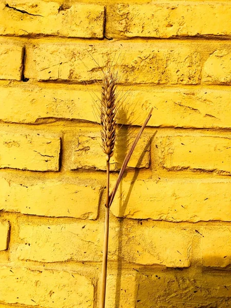brick wall with a yellow and white paint